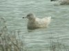 Glaucous Gull at Wat Tyler Country Park (Steve Arlow) (59829 bytes)
